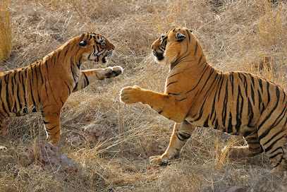 JUNGLE SAFARI TICKET SERVICES | BEST EXPERIENCE | BEST IN CLASS SERVICES | RANTHAMBORE NATIONAL PARK CITIZEN SERVICES | business photograph