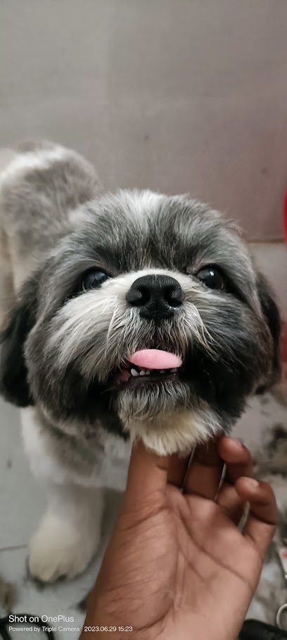Dog to Groom | Dog Grooming Service At Home business photograph