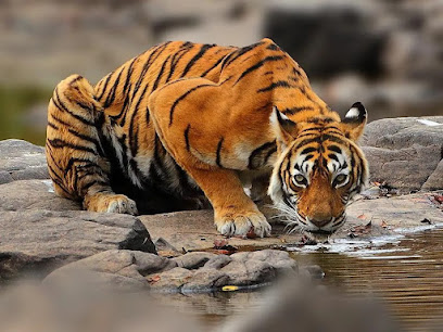 Ranthambore Safari Adventure business photograph
