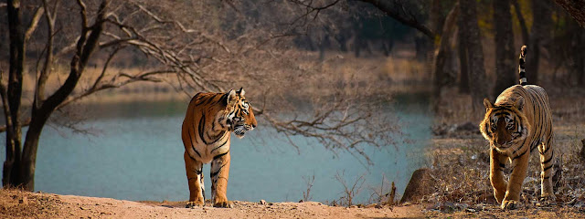 Ranthambhore Wild Safari business photograph