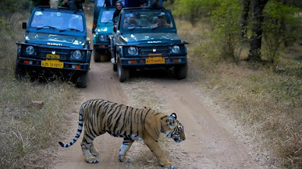 Wild Ranthambhore | Best Tiger Safari Experience | Ranthambore Fort | affordable Taxi | Gypsy Canter Safari tickets Booking business photograph