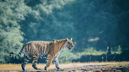 RANTHAMBORE NATIONAL PARK business photograph
