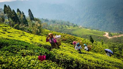 Darjeeling Yatra business photograph