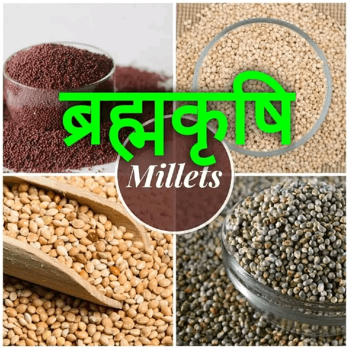Brahmkrishi Millets Gorakhpur business photograph