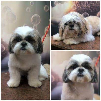 Pet Planet dog grooming business photograph