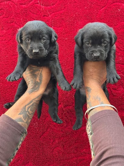 Alex Dog World business photograph