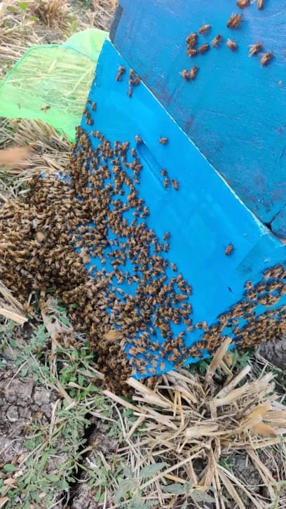 Makarandham raw honey 100% Pure honey business photograph