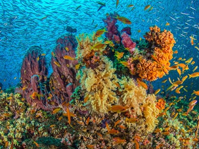 DIVE India business photograph