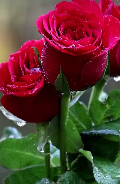 Aarogya Wellness business photograph