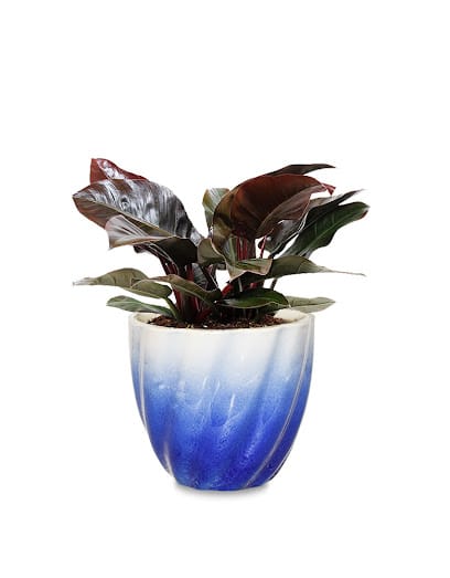 Greenium business photograph