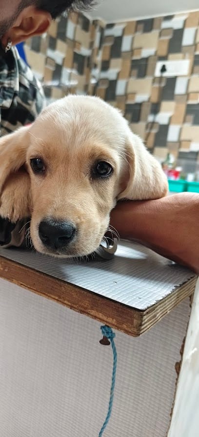 Elixir Pet Clinic business photograph