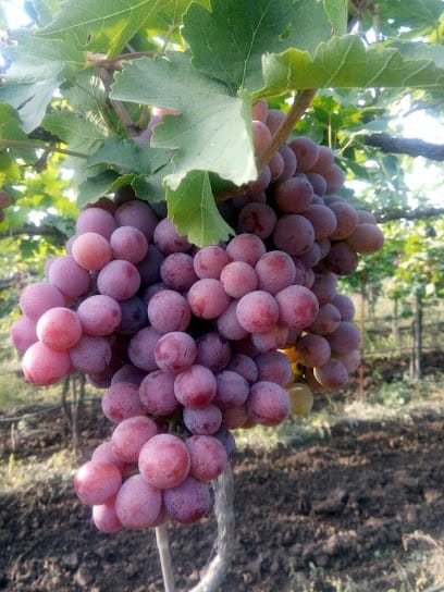 Vijayshree Exports business photograph