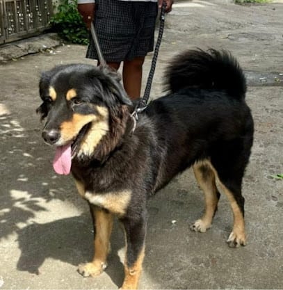 The Dog (Pet) House business photograph