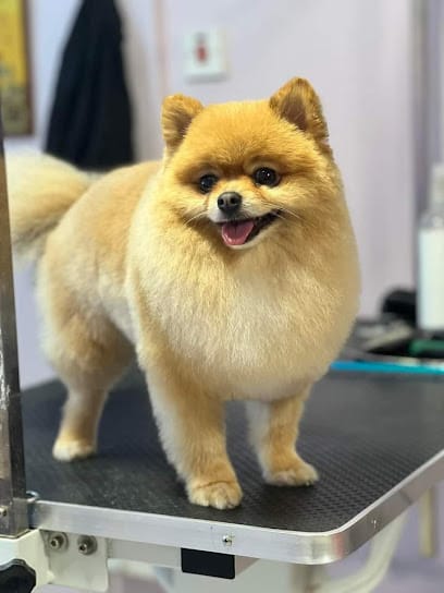 pets home gromming business photograph