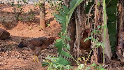 Pure Natukodi Chicks / Pasture Raised Eggs, Free Range Country Chicken Eggs business photograph