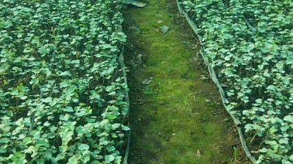 Om Grapes Nursery- Grape Plants Hundi Suppliers Adgoan Nashik business photograph