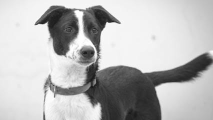 Doggy Oye Pets clinic (Dr. Shivam Jar) business photograph