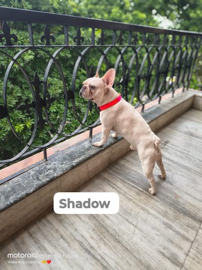 Walia dog boarding(No Cages) business photograph