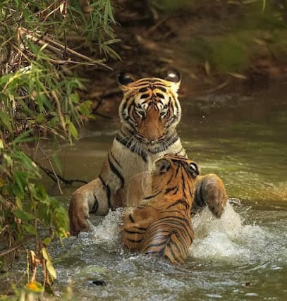 JP car rental | best taxi in nagpur | urbania | Fortuner| Hycross | outstation taxi | airport taxi business photograph