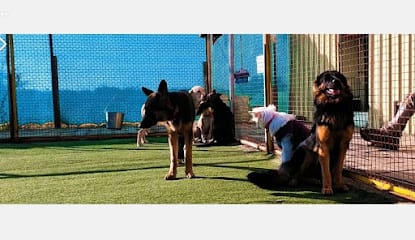 Domigo | Hostel for Dogs business photograph