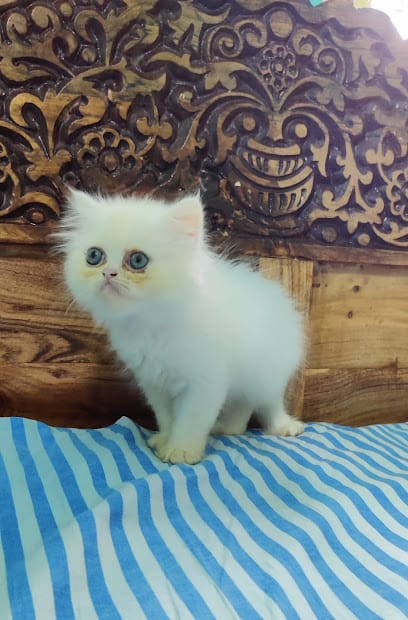 Khilji cats kittne/ all type kittens cats available business photograph