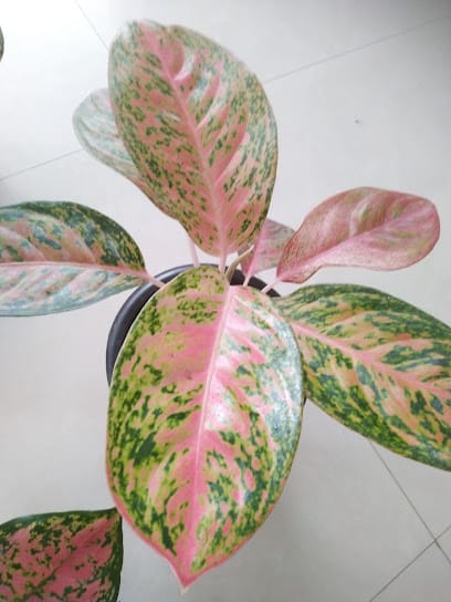 Kissan Bazaar business photograph