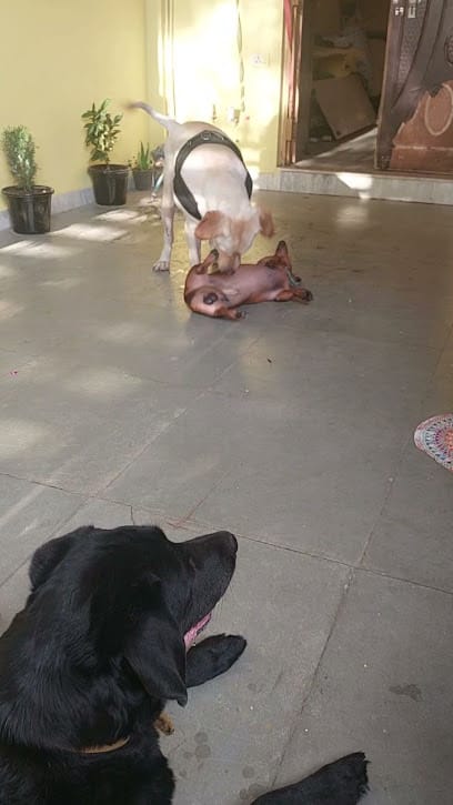 Dogs inn Foster home Bhopal- pet boarding service business photograph