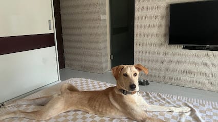 Paw Play House ( Home Dog Boarding) Owner Ritu business photograph