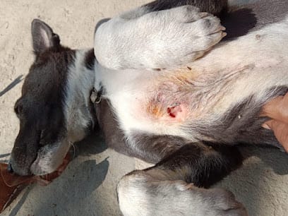 Pet and Vet business photograph