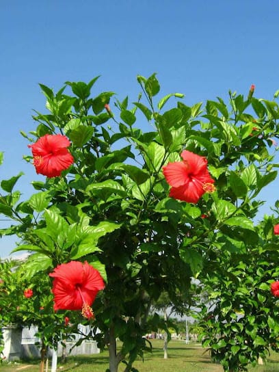 Samruddhi plant nursery business photograph