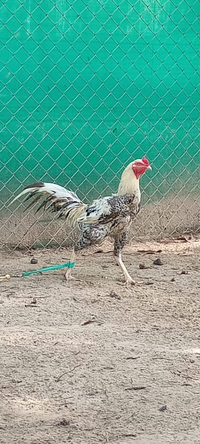 Satish Raju Natukodi Farm business photograph