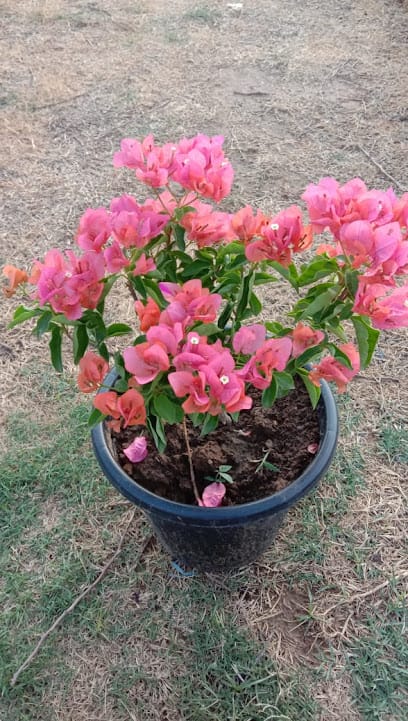 Green World Nursery business photograph