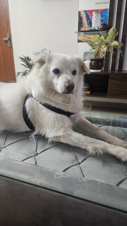 Fury's love pet boarding ( No Cages) business photograph