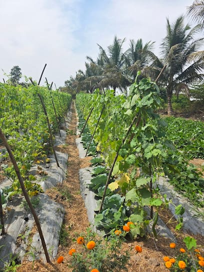Phadke Organic Farms business photograph