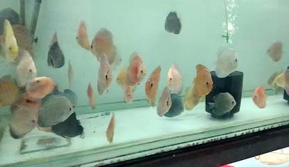 PETA PETS (PET SHOP) / AV FOUNDATION (NGO) business photograph