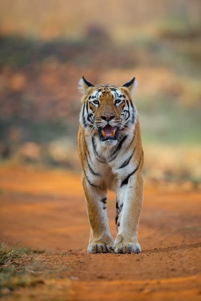 PG Expeditions - Best Wildlife Tour Management Company business photograph