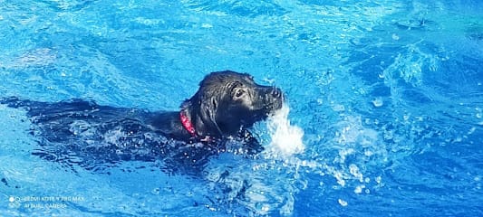 Pet's inn dog consultation business photograph