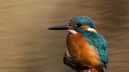 Sattal Estate Birding Point business photograph