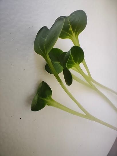 Microgreens Vadodara business photograph