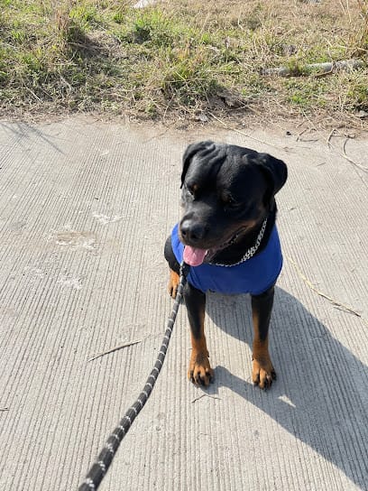 Golden Dog Walker business photograph