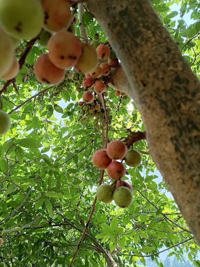 NallaSoaru Natural Way Agri Foods business photograph
