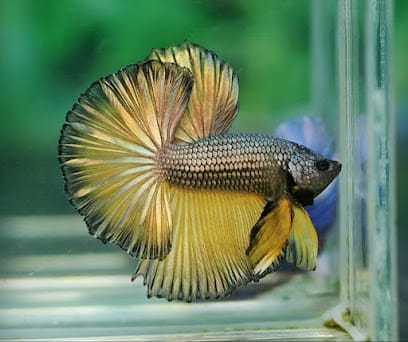 WATER SOUL-TEZPUR business photograph