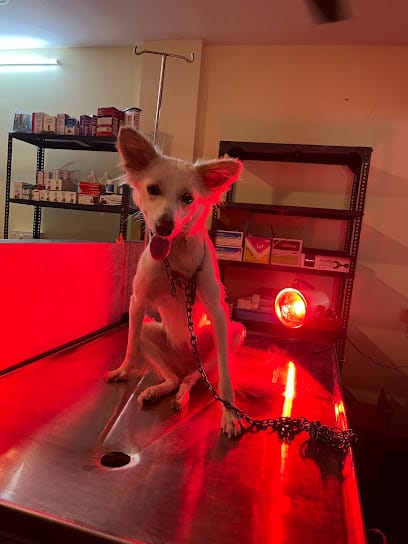 VETS4PETS HOSPITALS business photograph