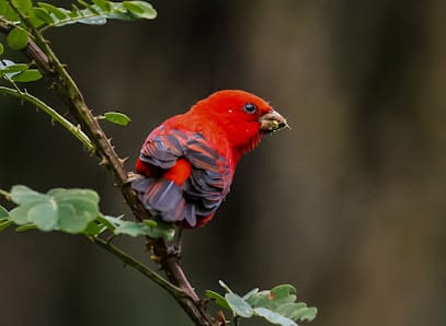Hills Birding Tours business photograph