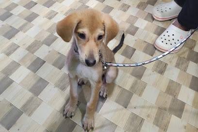 Vetopet The Pet Doctor business photograph