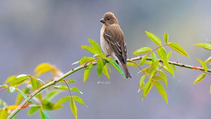 Wild Frame Birding Tours business photograph