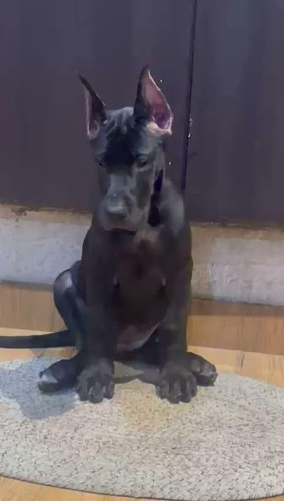 Tirunelvelipets (TN72PETS) business photograph