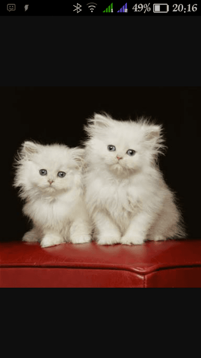 Pet Clinic (Dr Brajesh Gupta) Airport Road business photograph