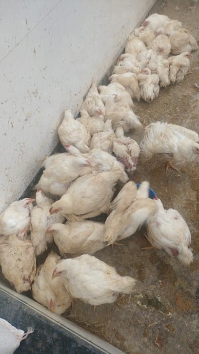 MFK Poultry Chicken business photograph