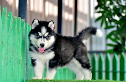 Bunty Pet's, Show Quality Dog's & Puppy's Suppliers In Nagpur business photograph